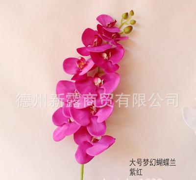 不止于裝飾 10頭大號夢幻蝴蝶蘭如何重塑家居美學新魂